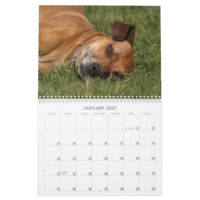 Calendário 2011 de Rhodesian Ridgeback (Jan 2027)