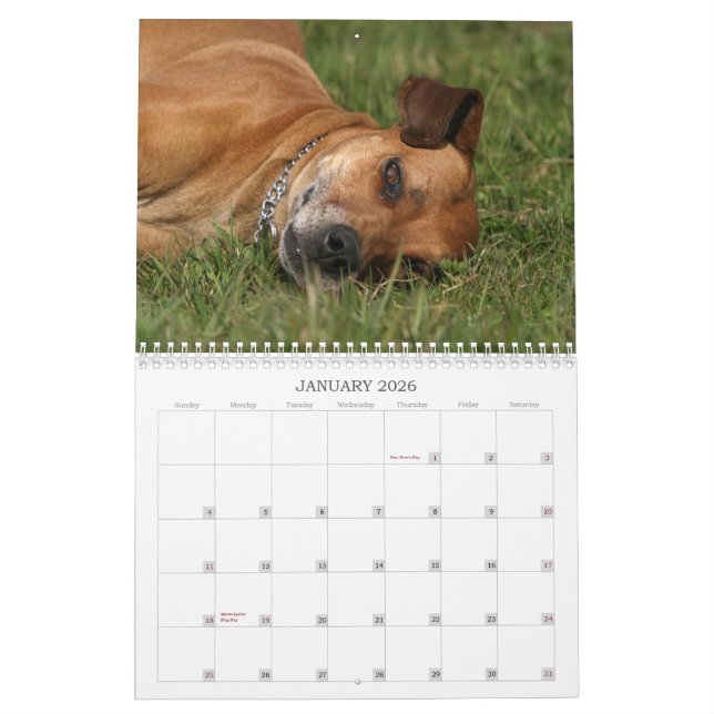 Calendário 2011 de Rhodesian Ridgeback (Jan 2026)