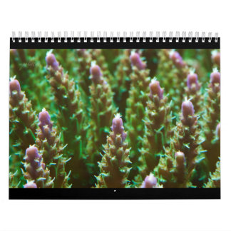 Calendário 2012 da serenidade do recife