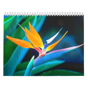 Calendário 2012 das flores de paraíso