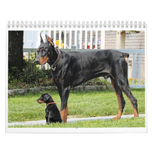 Calendário 2012 do Doberman