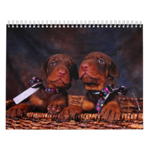 Calendário 2012 do filhote de cachorro do Doberma
