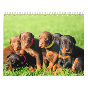 Calendário 2013 do filhote de cachorro do Doberman