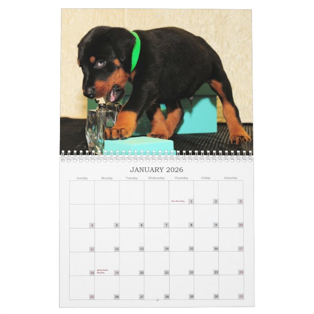 Calendário 2013 do filhote de cachorro do Doberman (Jan 2026)