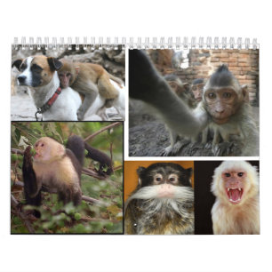 Calendário 2013 do macaco