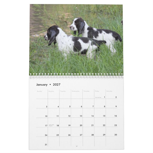 Calendário 2013 filhotes de cachorro do Spaniel de Springer (Jan 2027)