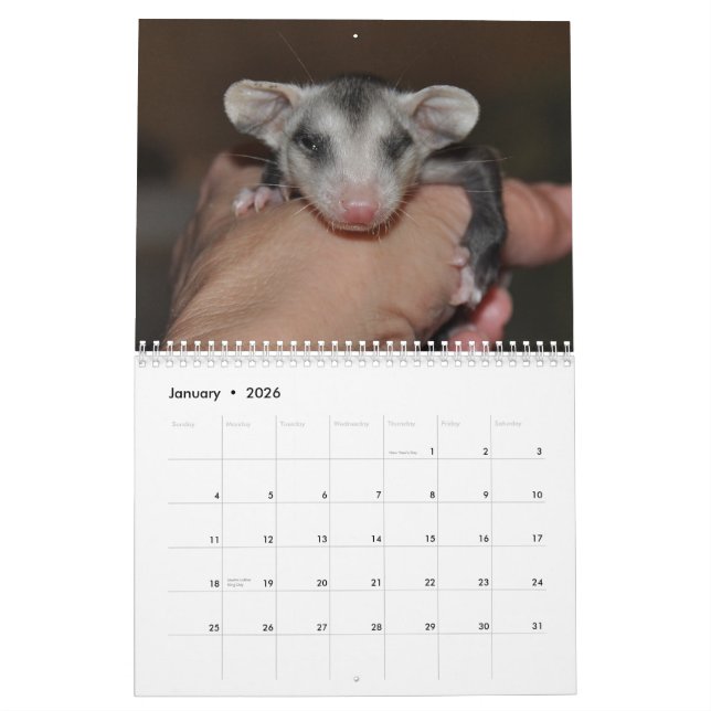Calendário 2014 - Bebês Possum (Jan 2026)