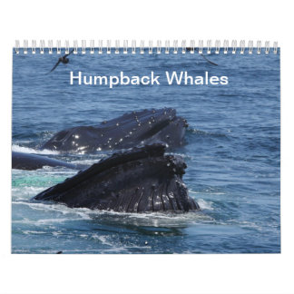 Calendário 2014 das baleias de Humpback