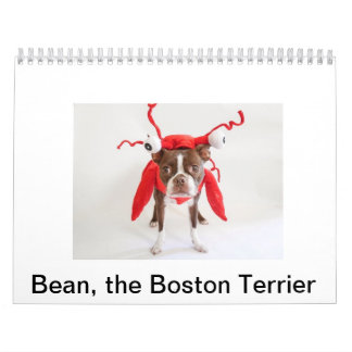 Calendário 2015 de Boston Terrier
