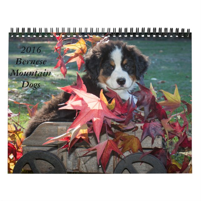 Calendário 2016 do cão de montanha de Bernese (Capa)