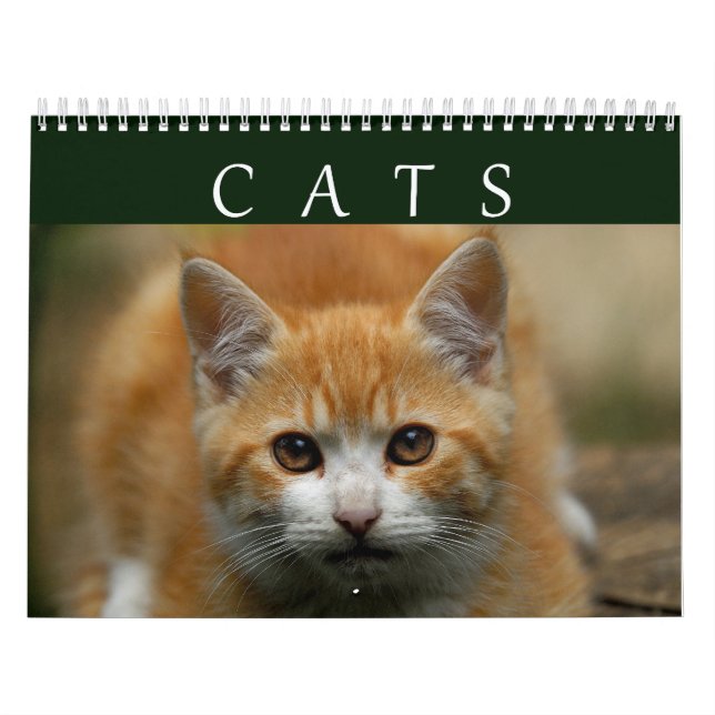 Calendário 2016 do gato (Capa)