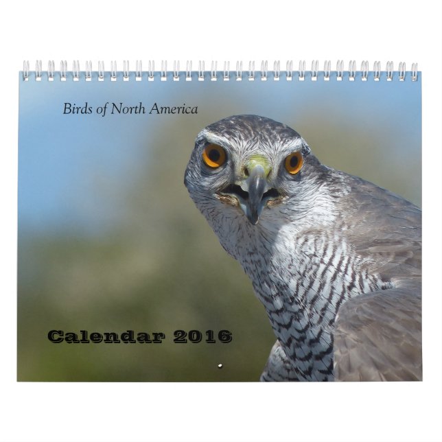 Calendário 2016 - Pássaros de America do Norte (Capa)