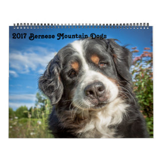 Calendário 2017 dos cães de montanha de Bernese
