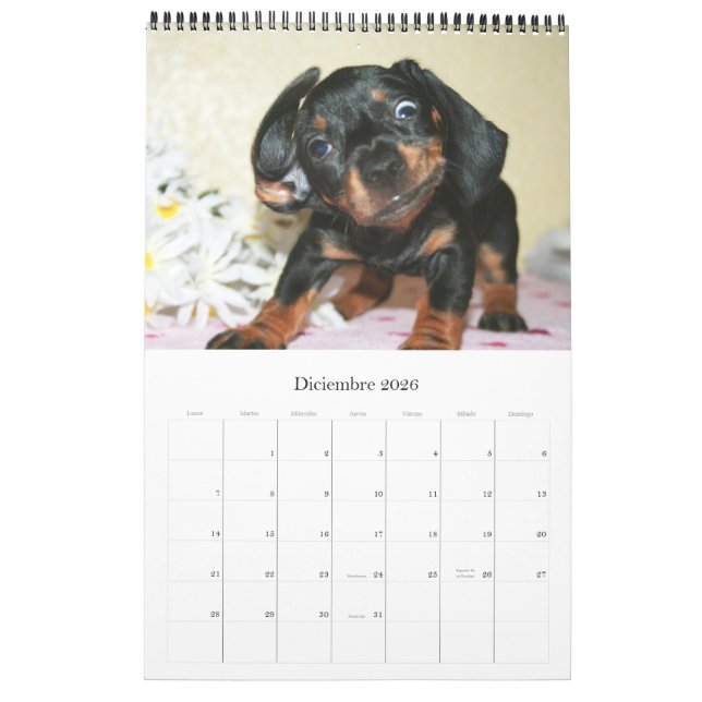 Calendario 2017 Puppy Dachshunds (Dez 2026)