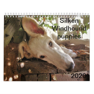 Calendário 2020 Filhotes de Silken Windhound