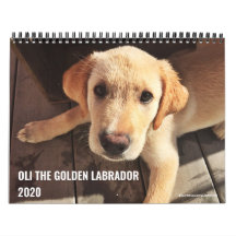 2020 Oli o Ouro Labrador