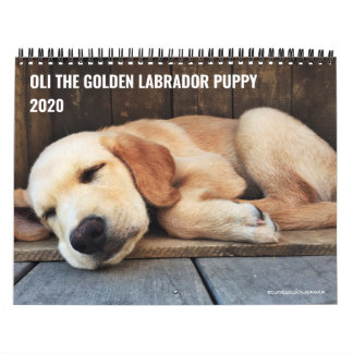 Calendário 2020 Oli o Ouro Labrador Puppy