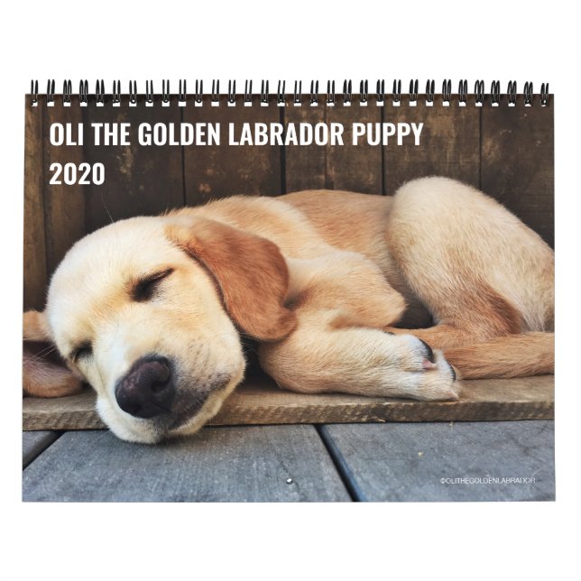 Calendário 2020 Oli o Ouro Labrador Puppy (Capa)