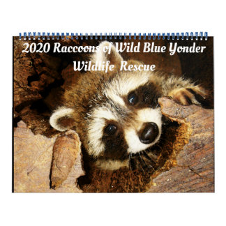 Calendário 2020 Raccoons of Wild Blue Yonder Wildlife Rescue