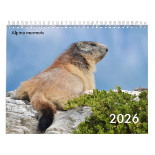 Calendário 2023 das marmotas alpinas
