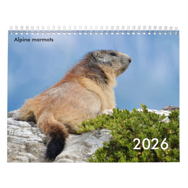 Calendário 2023 das marmotas alpinas (Capa)