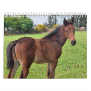 Calendário 2023 Mares e potros de raça pura