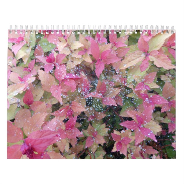 Calendário 2025 com fotos da natureza (Capa)