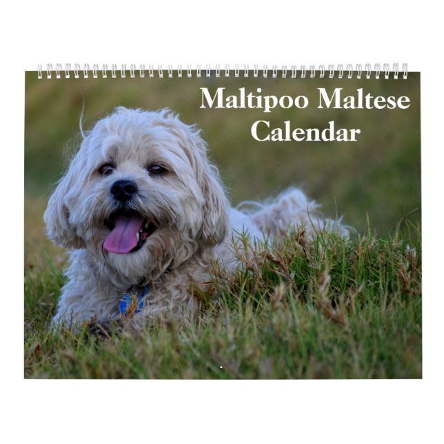 Calendário 2025 Maltipoo Maltês (Capa)