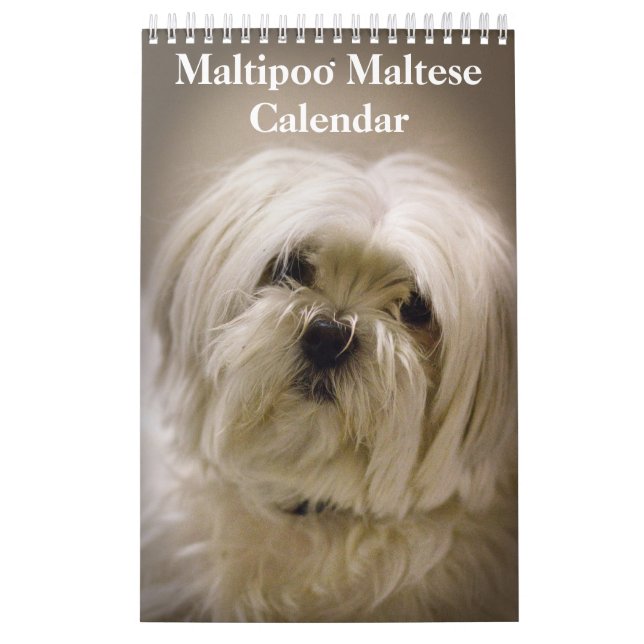 Calendário 2025 Maltipoo Maltês (Capa)