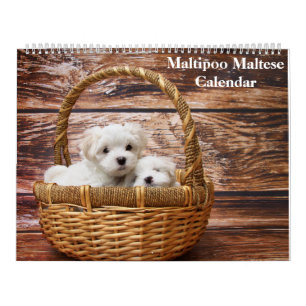 Calendário 2025 Maltipoo Maltês
