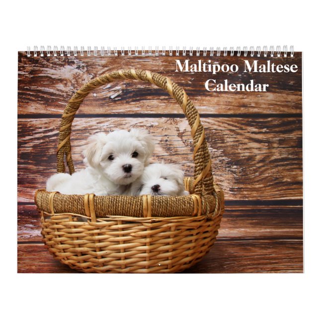 Calendário 2025 Maltipoo Maltês (Capa)