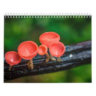 Calendário 2026 Enchanted Mushroom Photo
