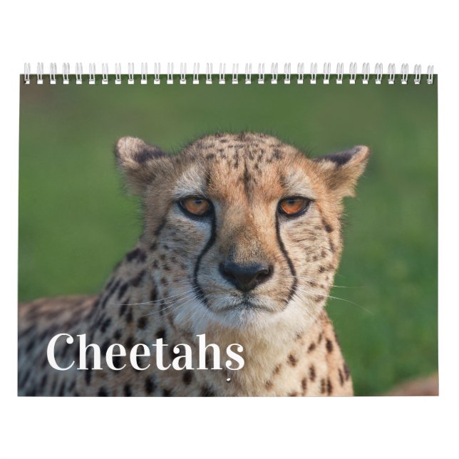 Calendário 2026 Fast and the Beauful: Coleção Cheetah (Capa)