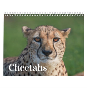 Calendário 2026 Fast and the Beauful: Coleção Cheetah
