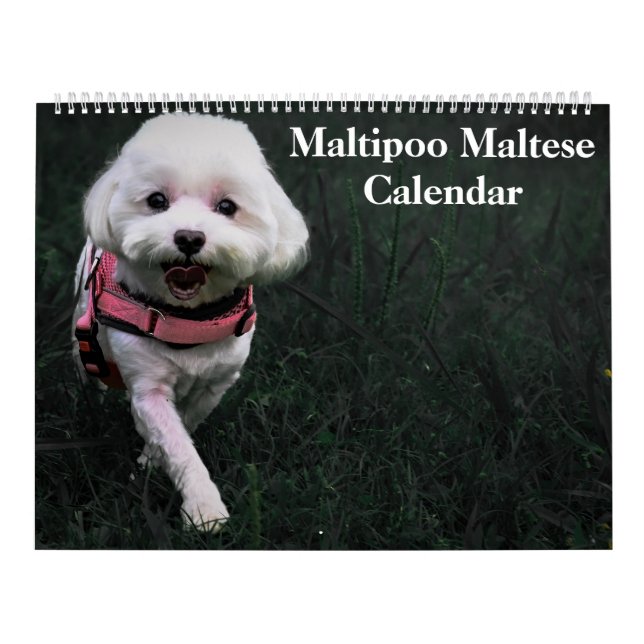 Calendário 2026 Maltipoo Maltês (Capa)