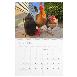 Calendário 2026 Neighborhood Chicken Calendar - Large