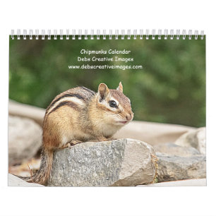 Calendário 2027 Esquilos-listrados de Adirondack Fotografia