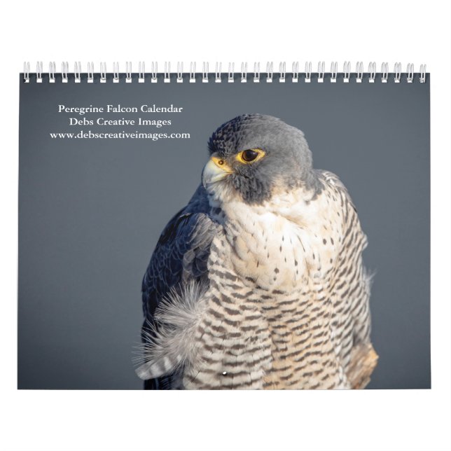 Calendário 2027 Falcão Peregrino | O Pássaro Mais Rápido do M (Capa)
