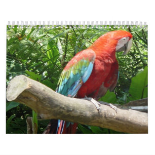 Calendário 2 do pássaro