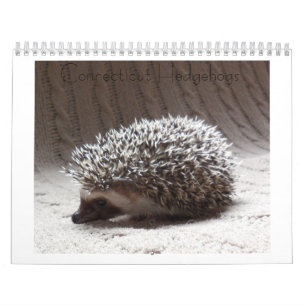 Calendário 3 do bebê do ouriço