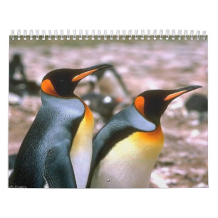 Calendário 6 do pássaro