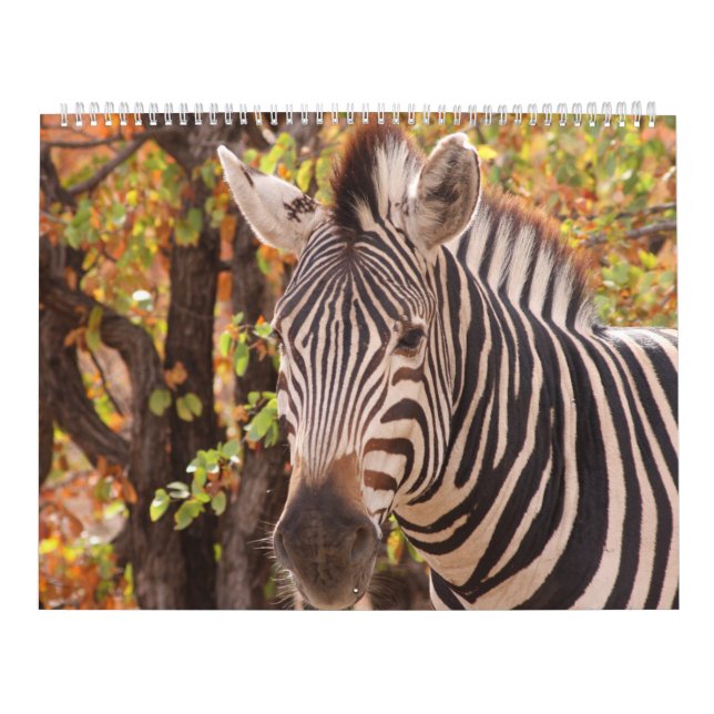 Calendário A beleza da África (Capa)