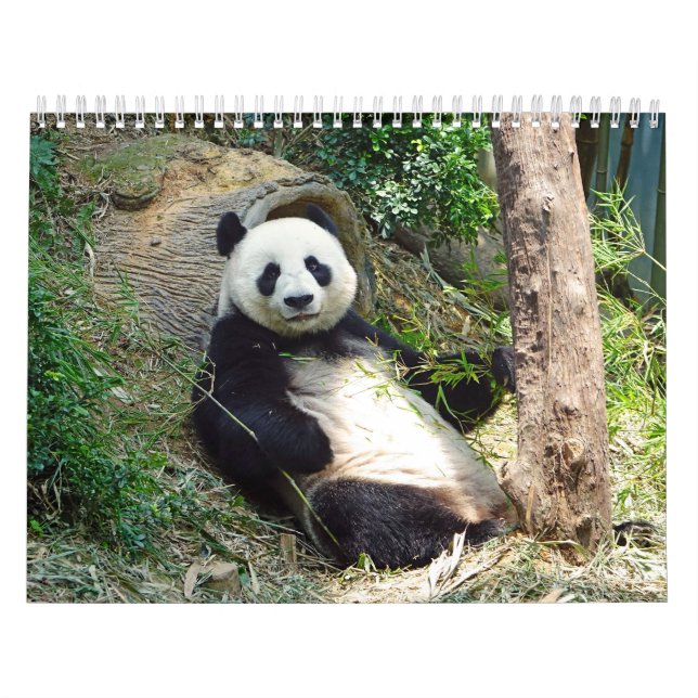 Calendário Adorável Panda Bears Belíssima Fotografia (Capa)