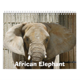 Calendário African_Elephant_005, elefante africano