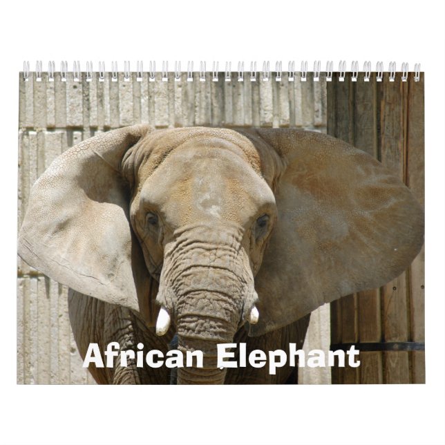Calendário African_Elephant_005, elefante africano (Capa)