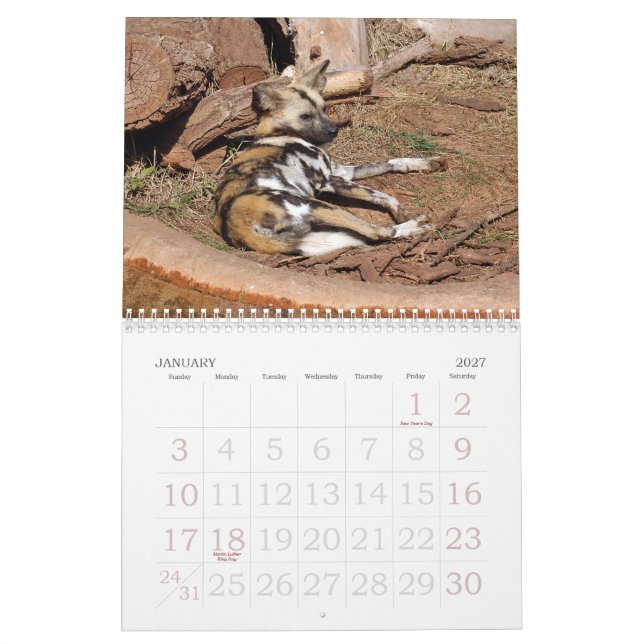 Calendário african-wild-dog-012, cão selvagem africano (Jan 2027)