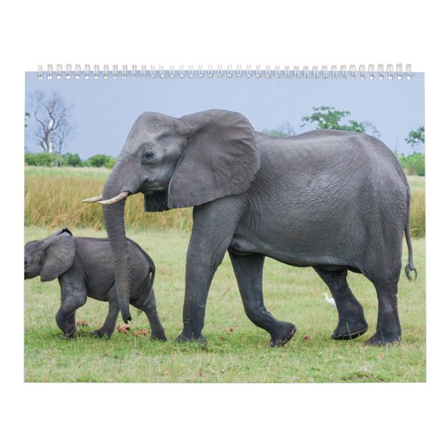 Calendário africano do safari (Capa)