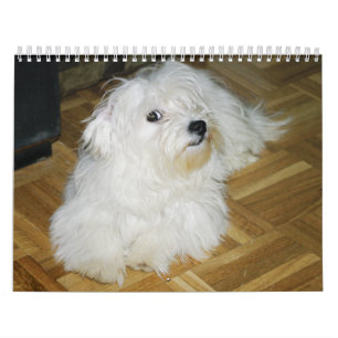 Calendário Algodão doce