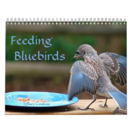 Calendário Alimentando aves-azuis
