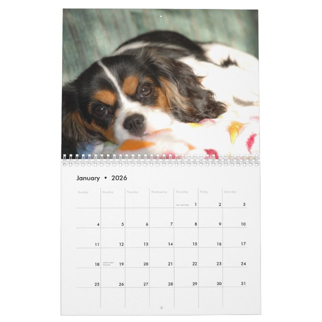 Calendário Amor descuidado do Spaniel de rei Charles! (Jan 2026)